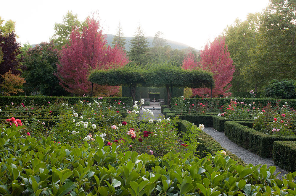 Beaulieu Garden's Rose Garden - Photo by Tylor Boland