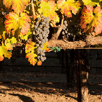 Beaulieu Garden: Vineyard - grapes on the vine